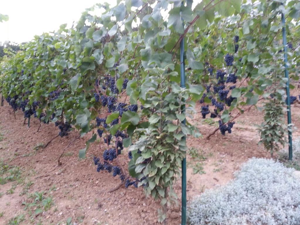 Idyllisches Wohnen Weinberg Lägenhet Bad Kissingen Rum bild